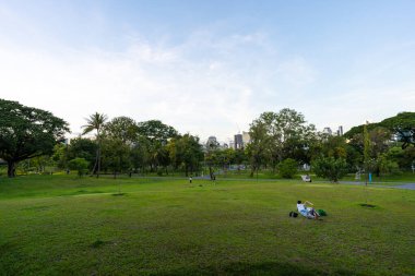 Şehir parkında tropik yağmur ormanları yeşil çayır çimenleri. Gün ışığı ve doğal manzara.
