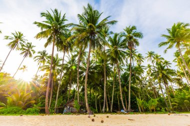 Idyllic White 's sans sea beach tropikal yağmur ormanı adası güneşli yaz tatili arka planı