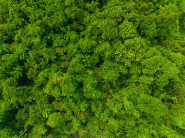 Hava manzaralı yeşil tropikal ağaç yaprağı orman ekoloji sistemi arka planı