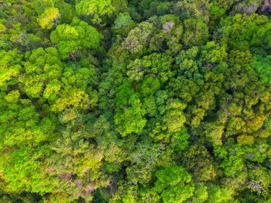 Hava manzaralı yeşil tropikal ağaç yaprağı orman ekoloji sistemi arka planı