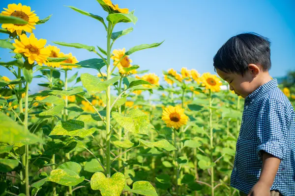Yaz ayçiçeği tarlasında küçük sevimli Asyalı çocuğun portresi, çocukların mutluluk konsepti.