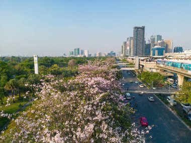Chatuchak şehir parkında gün batımı manzaralı pembe sakura çiçeği yol ve bts hava treni Bangkok Tayland
