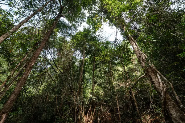 Tropikal yeşil ağaç ağaç ahşap arka plan doğa manzarası