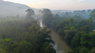 Hava eğrisi nehir tropikal yağmur ormanı sabah güneşi sisli yeşil manzara ekoloji doğa manzarası