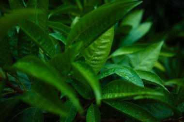 Mango ağacı yaprağı çizimi botanik arka plan meyve yaprağı