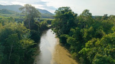 Hava manzaralı yeşil tropikal yağmur ormanı nehir kanalı tabiatı olan büyük bir ağaç.