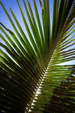 Yeşil hindistan cevizi palmiyesi yaprağı gündoğumu yaz dokusu