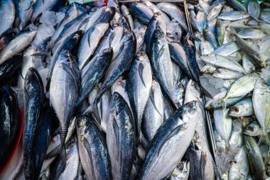 Ton balığı balıkları yerel balıkçılık pazarında gıda endüstrisinde satılıyor.