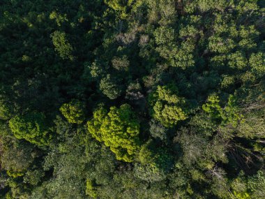 Hava manzaralı tropikal yağmur ormanları çeşitli ağaç yapraklı doğa manzarası arka planı