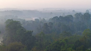 Tropikal yağmur ormanı yeşil ağaç dağı gün batımı renkli gökyüzü manzarası