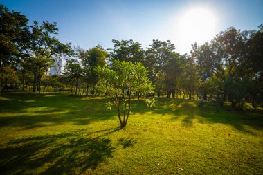 Açık yeşil ağaç şehri halk parkı. Gölge doğa arka planına sahip mavi gökyüzü.