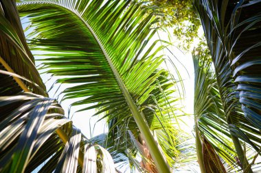 Yeşil hindistan cevizi palmiyesi yaprağı gündoğumu yaz dokusu
