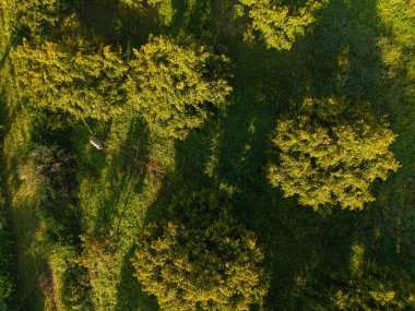 Durian ağacına püskürtülen çiftçi gübresi sabah sabah havadan tarım sanayisinde çalışıyor.