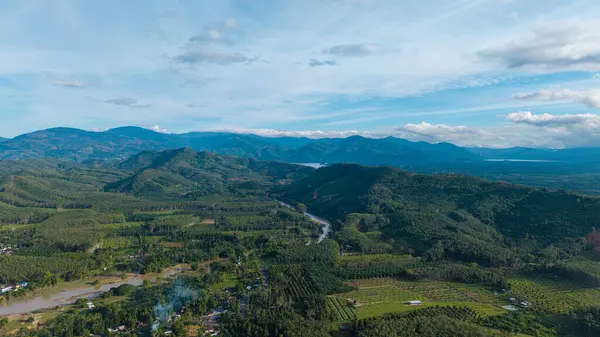 Hava manzaralı yeşil tropikal yağmur ormanı nehir kanalı tabiatı olan büyük bir ağaç.