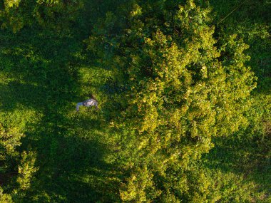 Durian ağacına püskürtülen çiftçi gübresi sabah sabah havadan tarım sanayisinde çalışıyor.
