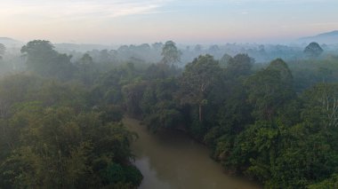Hava eğrisi nehir tropikal yağmur ormanı sabah güneşi sisli yeşil manzara ekoloji doğa manzarası