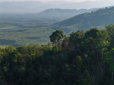 Hava manzaralı tropikal yağmur ormanları çeşitli ağaç yapraklı doğa manzarası arka planı