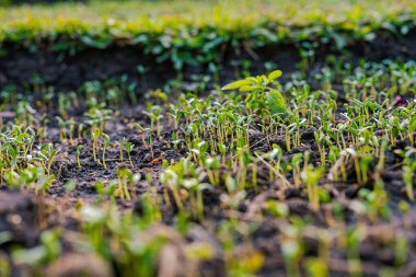 Çiftlik bitkisi yetiştirme açık hava parkı günbatımı aydınlık doğa arka planı