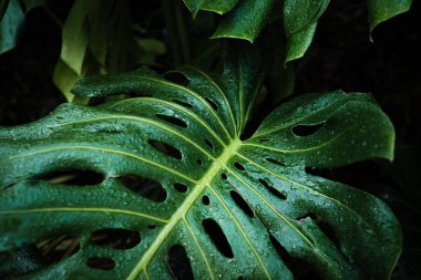 Canavar bitki yaprağının üzerine yağmur damlası. Derin yeşil arka plan botanik bitki yaprağı.