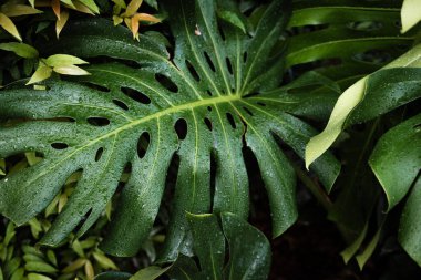 Canavar bitki yaprağının üzerine yağmur damlası. Derin yeşil arka plan botanik bitki yaprağı.