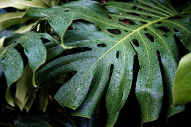 Canavar bitki yaprağının üzerine yağmur damlası. Derin yeşil arka plan botanik bitki yaprağı.