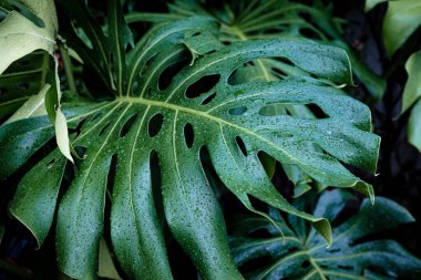 Canavar bitki yaprağının üzerine yağmur damlası. Derin yeşil arka plan botanik bitki yaprağı.