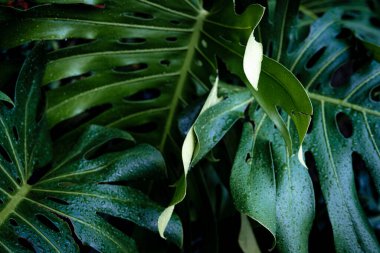 Canavar bitki yaprağının üzerine yağmur damlası. Derin yeşil arka plan botanik bitki yaprağı.