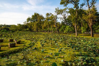 Yeşil şehir parkı çayır çimenleri. Ağaçlı, güneşli gün manzaralı.