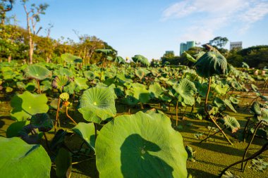 Yeşil şehir parkı çayır çimenleri. Ağaçlı, güneşli gün manzaralı.