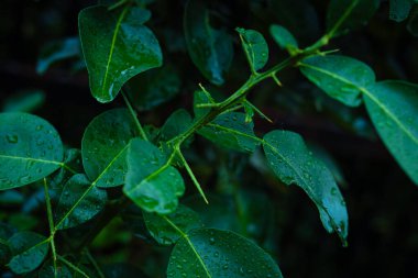 Yeşil yapraklı çiy damlası doğa arkaplanını kapatır