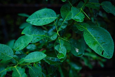 Yeşil yapraklı çiy damlası doğa arkaplanını kapatır