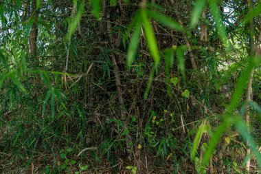Yeşil bambu yaprağı tropikal orman arka planı