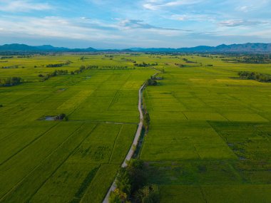 Yeşil çeltik tarlası tarlası tarım endüstrisi hava manzarası
