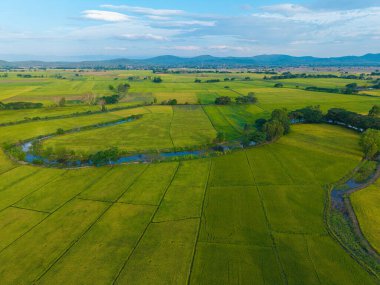 Yeşil çeltik tarlası tarlası tarım endüstrisi hava manzarası