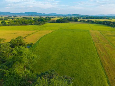 Gökyüzü manzaralı altın pirinç tarlası dağ manzaralı doğa manzarası
