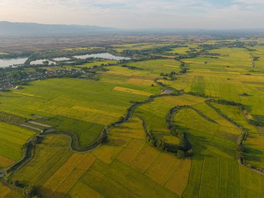 Gökyüzü manzaralı altın pirinç tarlası dağ manzaralı doğa manzarası