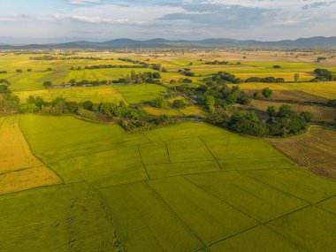 Gökyüzü manzaralı altın pirinç tarlası dağ manzaralı doğa manzarası