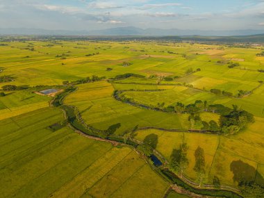 Gökyüzü manzaralı altın pirinç tarlası dağ manzaralı doğa manzarası