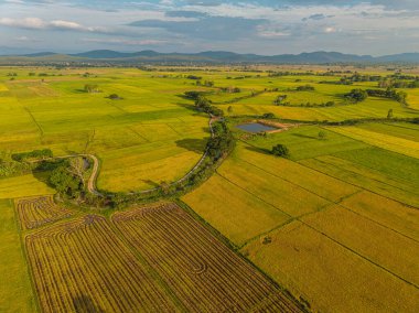 Gökyüzü manzaralı altın pirinç tarlası dağ manzaralı doğa manzarası