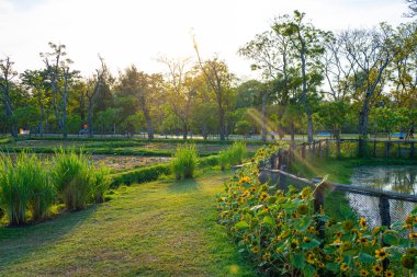 Şehir parkında yeşil çayır çim ağacı ormanı
