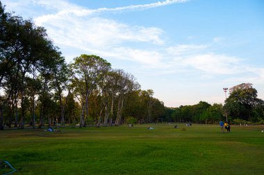 Şehir parkında yeşil çayır çim ağacı ormanı