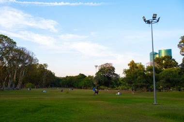 Şehir parkında yeşil çayır çim ağacı ormanı