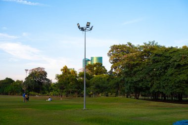 Şehir parkında yeşil çayır çim ağacı ormanı