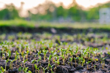 Tohum ekin küçük ekin büyümesi açık hava parkı gün batımı ışık arka plan