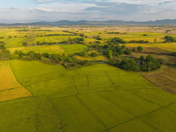 Gökyüzü manzaralı altın pirinç tarlası dağ manzaralı doğa manzarası