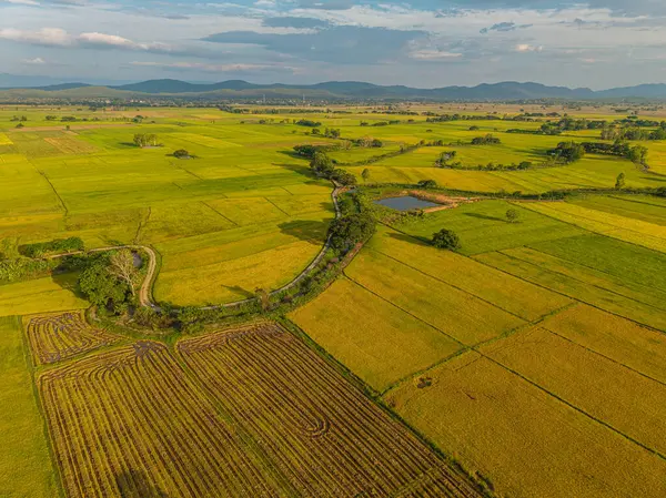 Gökyüzü manzaralı altın pirinç tarlası dağ manzaralı doğa manzarası