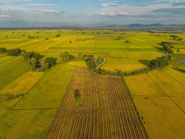Gökyüzü manzaralı altın pirinç tarlası dağ manzaralı doğa manzarası