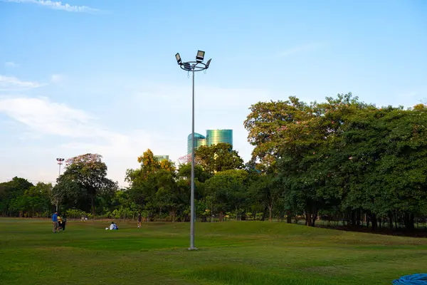 Şehir parkında yeşil çayır çim ağacı ormanı