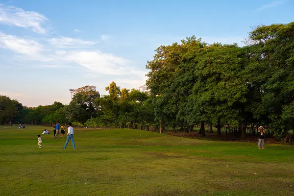Şehir parkında yeşil çayır çim ağacı ormanı