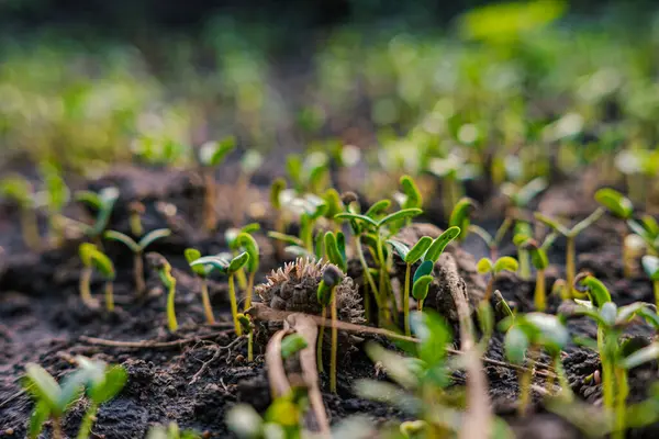 Tohum ekin küçük ekin büyümesi açık hava parkı gün batımı ışık arka plan